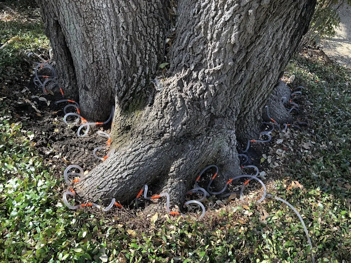 Detailed Tree Cabling and Bracing job site in Ganado