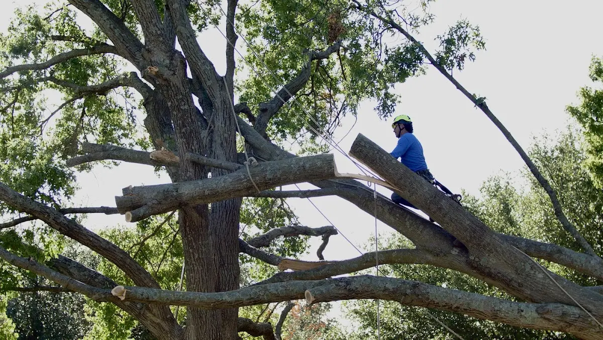 Professional Crown Thinning performed by certified arborists in Ganado